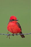 Vermilion Flycatcher